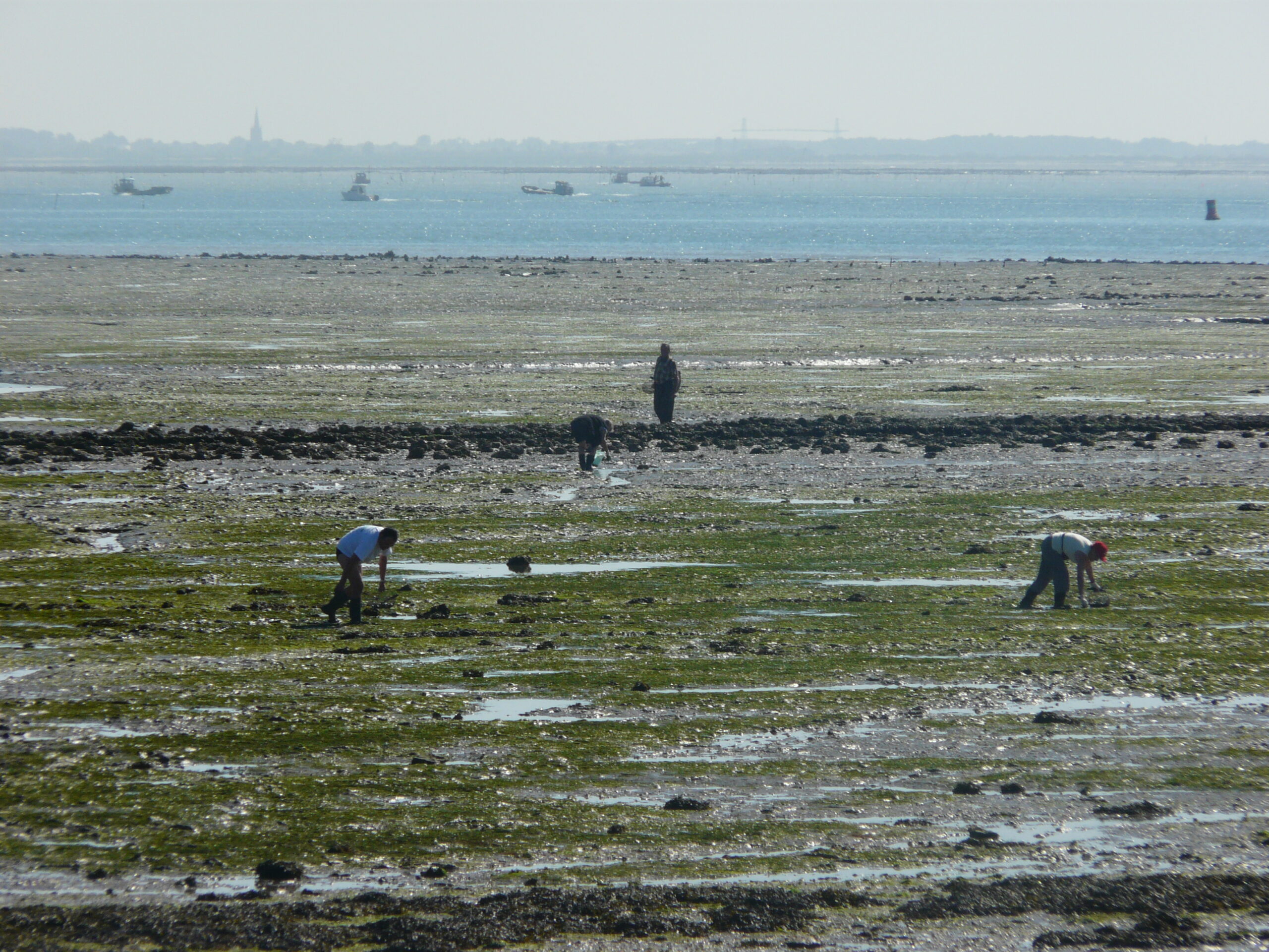 Pèche à pied grandes marées Oléron